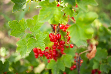 red currants and green leaves in spring