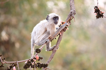 treetop monkey