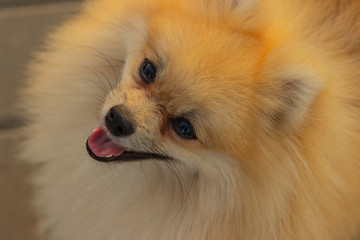 Beautiful red spitz looks at the camera