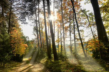 jesień w lasach Warmii w północno-wschodniej Polsce
