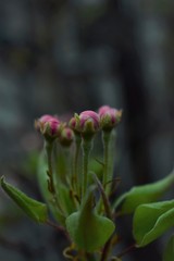 flower in the garden