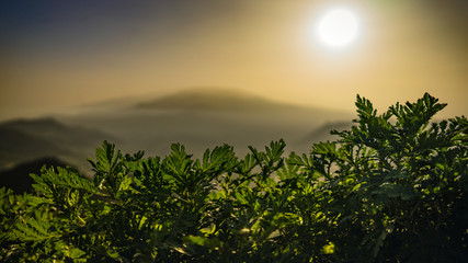 Grüne Planzen und Büsche im Gegenlicht der Sonne mit Dunst vor Berg auf Insel 