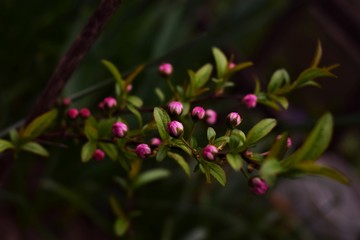 pink flowers in the garden