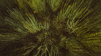 Grüne, abstrakte Pflanze in Form eines Busches mit langen Blättern in symmetrischer Form 
