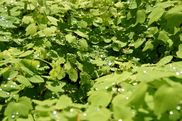 Drops on the leaves