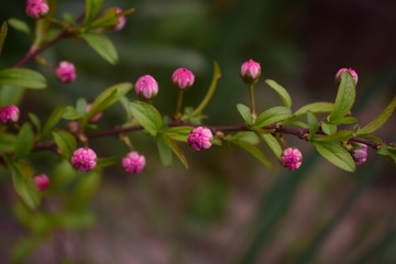 pink flowers in the garden