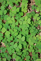 A lot of clover leaves