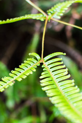 先端がカールしているシダの葉