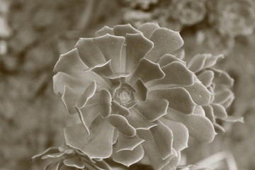 closeup of white flower