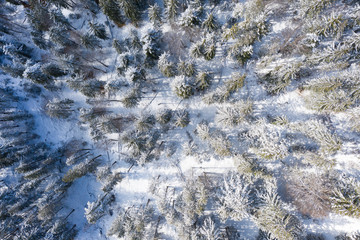 bird eye view top view to snowy european spruce trees at cold winter