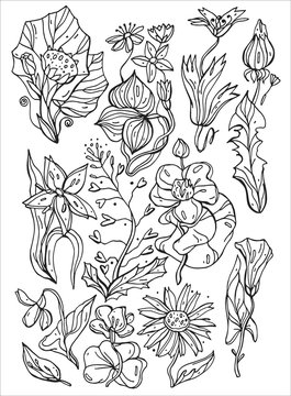 Set of various doodles, hand drawn sketches of various types of flowers and plants. Vector freehand illustration isolated on white background
