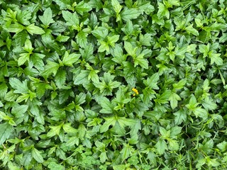 A bed of green leaves hiding a single yellow flower.