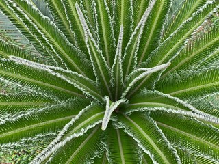 Fototapeta na wymiar Top down view of a green and white coloured palm plant.