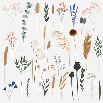 Vector set of boho plants, Beautiful hand drawn wild grass and flowers,