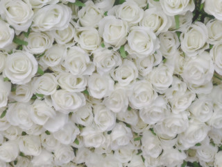 White roses flowers arrangement,Blurred of rose flowers White color blooming. in the pastel and vintage color style for background.