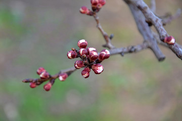 Swollen apricot flower buds on a blurred background.