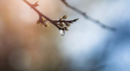 Branch with closed buds and a hanging water droplet shining in the sun in spring. Orange and blue background.