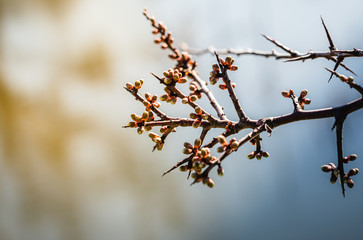 branch with closed red buds and spikes in the sun in spring