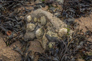 Impressionen von der Landschaft rund um den Dunmoran Strand – Country Sligo, Nordirland