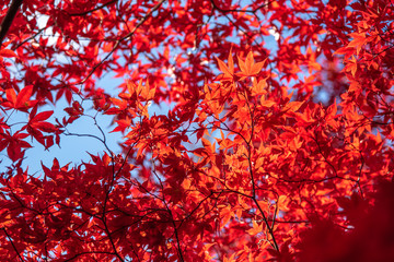 Red japanese momiji maple leaves and branches with sunlight in Autumn season (Japan)