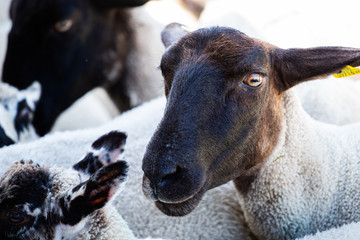 Fototapeta premium Sheep in Ireland