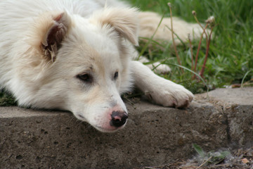 Fototapeta premium Homeless white dog at green grass