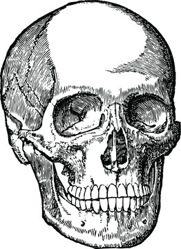 Human Skull Vintage Engraved line art drawing black and white Illustration