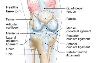 Healthy knee joint, medical accurate illustration