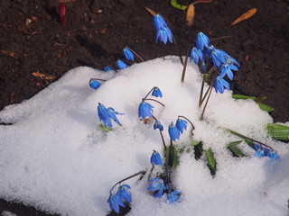 Small blue flowers against the snow. Bluebells. the first flowers. After snowfall.