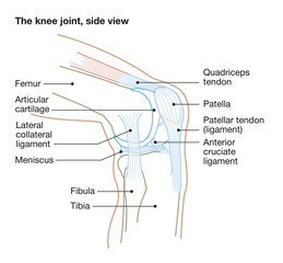 The knee joint, side view, medical accurate illustration