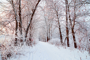 Snow covered trees in a winter forest and small path between them