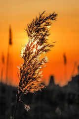 Dry reeds are highlighted by sunset with selective focus