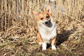 welsh corgi pembroke