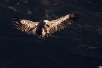 Griffon vultures (Gyps fulvus fulvus) flying at sunrise in Spain