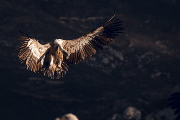 Griffon vultures (Gyps fulvus fulvus) flying at sunrise in Spain