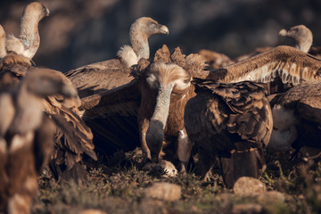 Griffon vultures (Gyps fulvus fulvus) eating at sunrise in mountains of the Pyrenees in Spain with golden light
