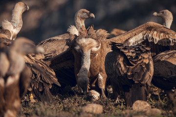 Griffon vultures (Gyps fulvus fulvus) eating at sunrise in mountains of the Pyrenees in Spain with golden light