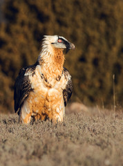 Bearded Vulture, Gypaetus barbatus, detail portrait of rare mountain bird