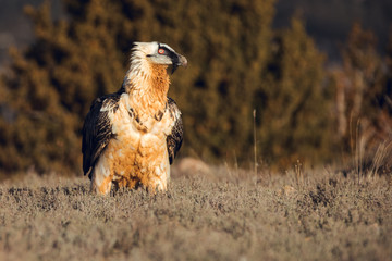 Bearded Vulture, Gypaetus barbatus, detail portrait of rare mountain bird