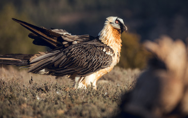 Obraz premium Bearded Vulture, Gypaetus barbatus, detail portrait of rare mountain bird