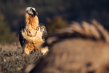 Bearded Vulture, Gypaetus barbatus, detail portrait of rare mountain bird, eating bones, with vultures