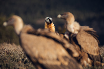 Bearded Vulture, Gypaetus barbatus, detail portrait of rare mountain bird, eating bones, with vultures