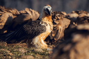 Bearded Vulture, Gypaetus barbatus, detail portrait of rare mountain bird, eating bones, with vultures