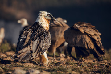 Bearded Vulture, Gypaetus barbatus, detail portrait of rare mountain bird with vultures