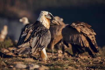 Bearded Vulture, Gypaetus barbatus, detail portrait of rare mountain bird with vultures