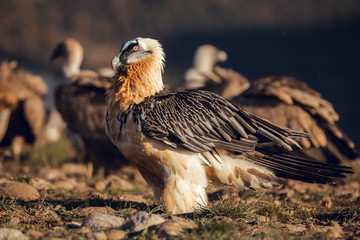 Bearded Vulture, Gypaetus barbatus, detail portrait of rare mountain bird with vultures