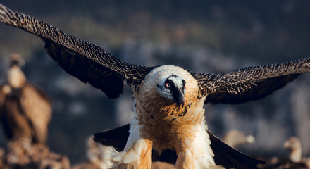 Close up Bearded Vulture, Gypaetus barbatus, detail portrait flying between vultures
