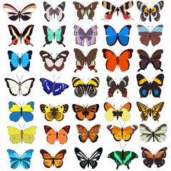 vector, isolated, set butterflies collection