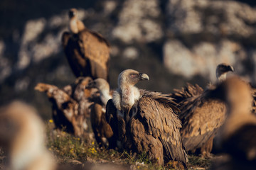 Group of Griffon Vultures (Gyps fulvus fulvus) in mountains of the Spanish Pyrenees sitting on trees