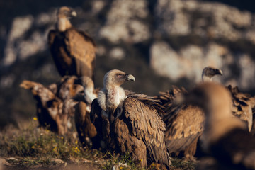 Group of Griffon Vultures (Gyps fulvus fulvus) in mountains of the Spanish Pyrenees sitting on trees